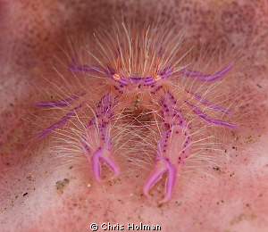 Hairy Squatlobster by Chris Holman 